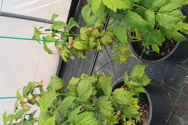 20190904-1312592F43AABC-5B26-7709-9F87-95AFF5CC03C6.jpg